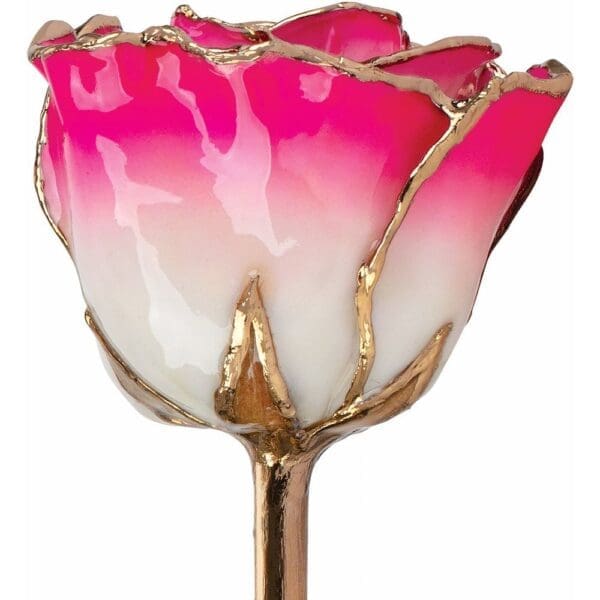 Lacquered Cream Magenta Rose with Gold Trim - Image 2