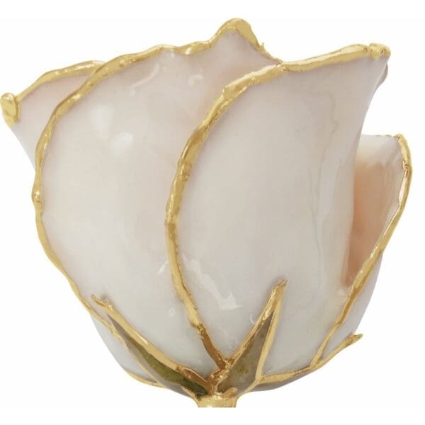 Lacquered White Rose with Gold Trim - Image 3