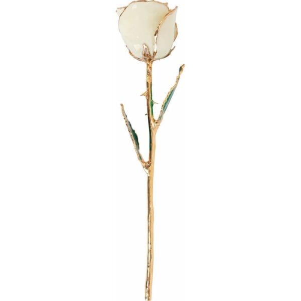 Lacquered White Rose with Gold Trim - Image 2